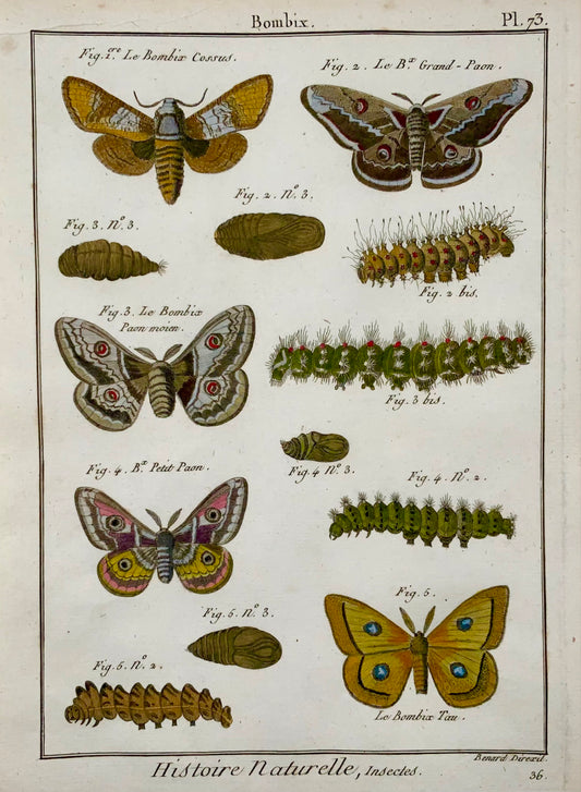 1790 Butterflies, Bombix, silk moths, Latreille, hand colour, quarto, engraving