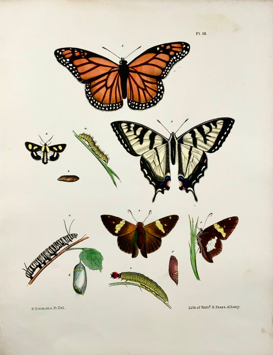 1854 Pease lith; Emmons - Butterflies Danaus - hand coloured stone lithograph