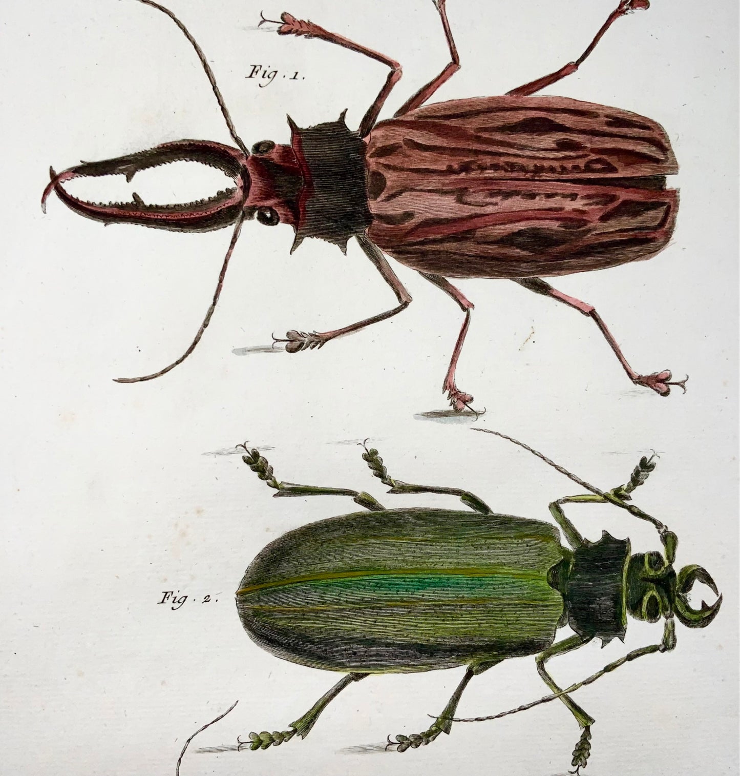 1751 Beetles, insects, Martinet, hand coloured, 39 cm large folio
