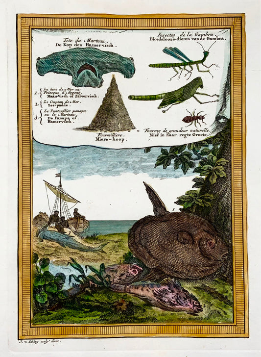1750 West Africa, animals, sunfish, hammerhead shark, insects