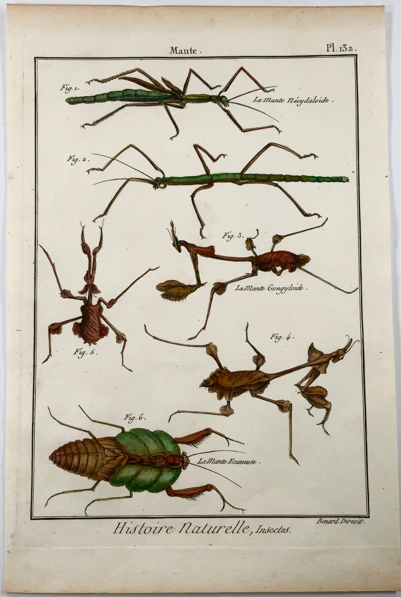 1789 Stick Insects, mantis, Scattaglia, Benard, quarto, hand colour, engraving