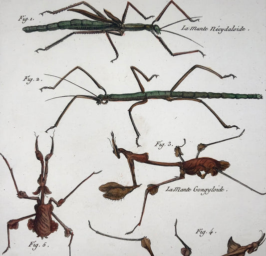 1789 Stick Insects, mantis, Scattaglia, Benard, quarto, hand colour, engraving