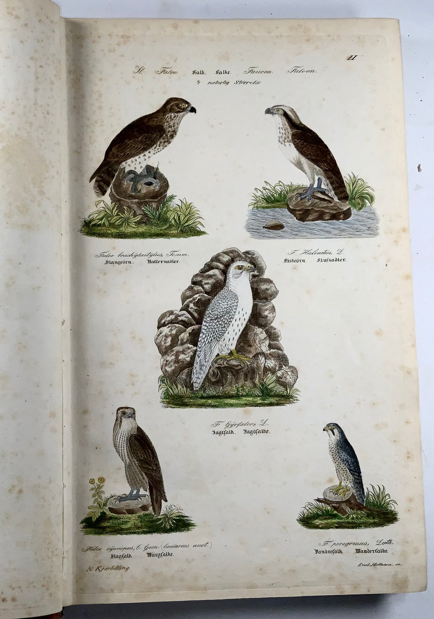 1872-88 Kjaerbölling, Oiseaux de Scandinavie, in-folio, 107 planches coloriées à la main, livre