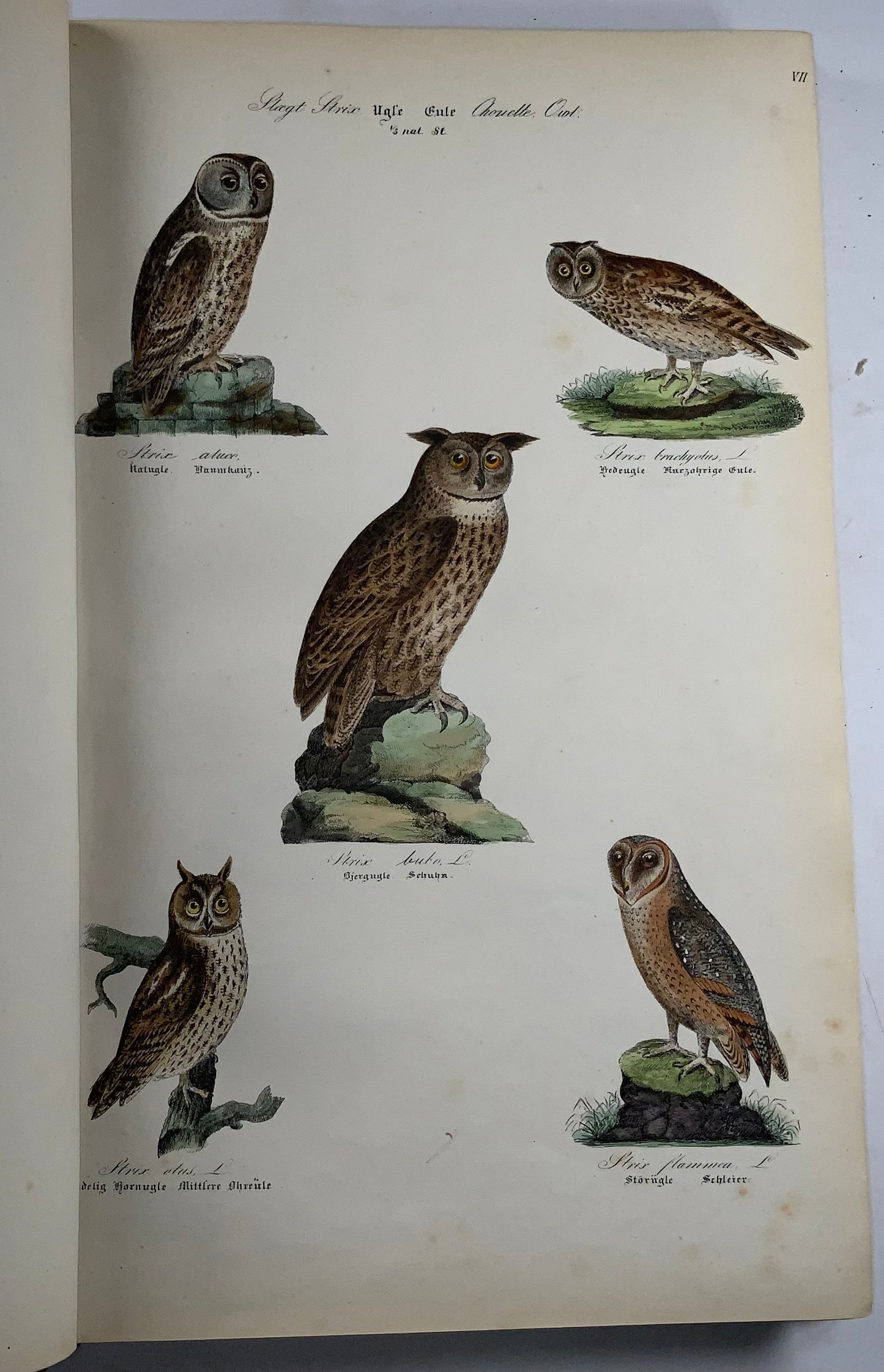 1872-88 Kjaerbölling, Oiseaux de Scandinavie, in-folio, 107 planches coloriées à la main, livre