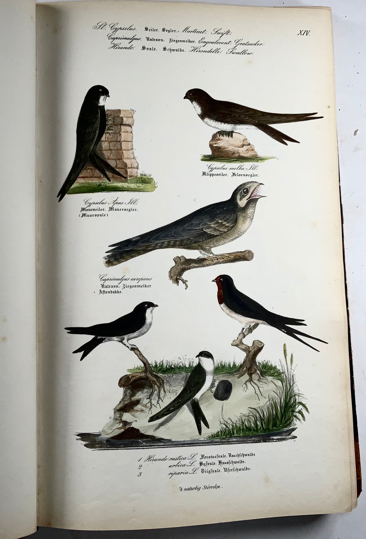 1872-88 Kjaerbölling, Oiseaux de Scandinavie, in-folio, 107 planches coloriées à la main, livre