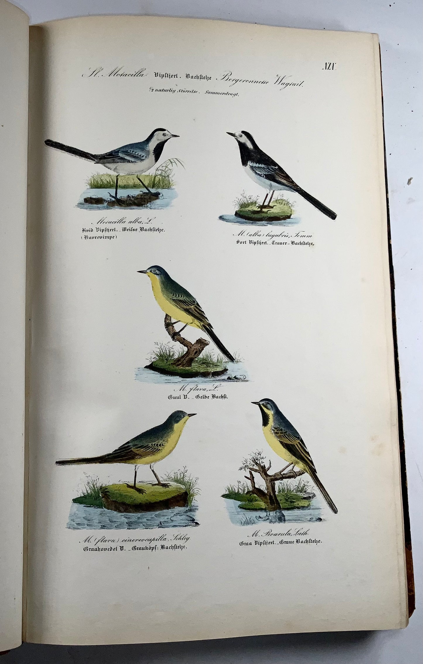 1872-88 Kjaerbölling, Oiseaux de Scandinavie, in-folio, 107 planches coloriées à la main, livre