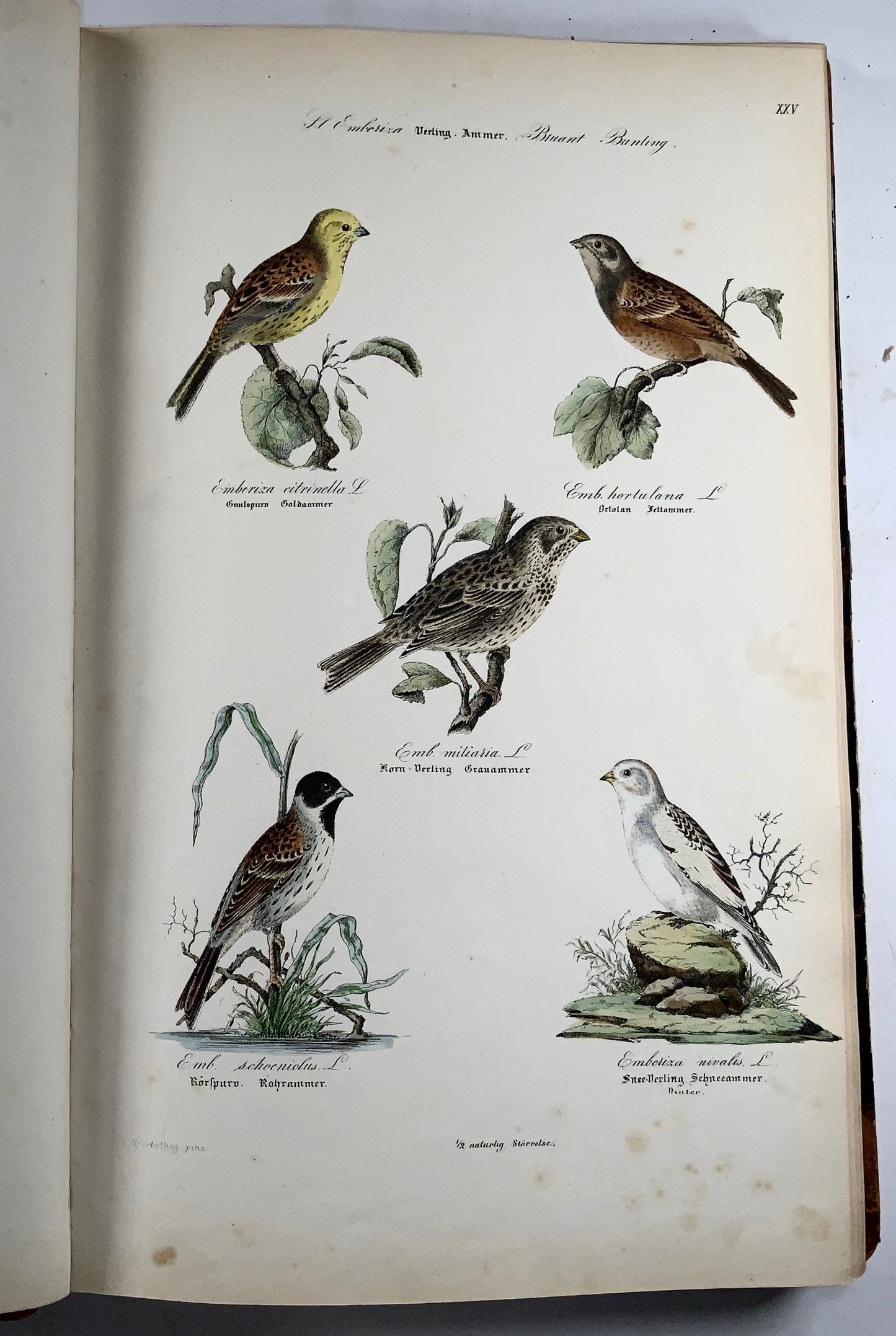 1872-88 Kjaerbölling, Oiseaux de Scandinavie, in-folio, 107 planches coloriées à la main, livre