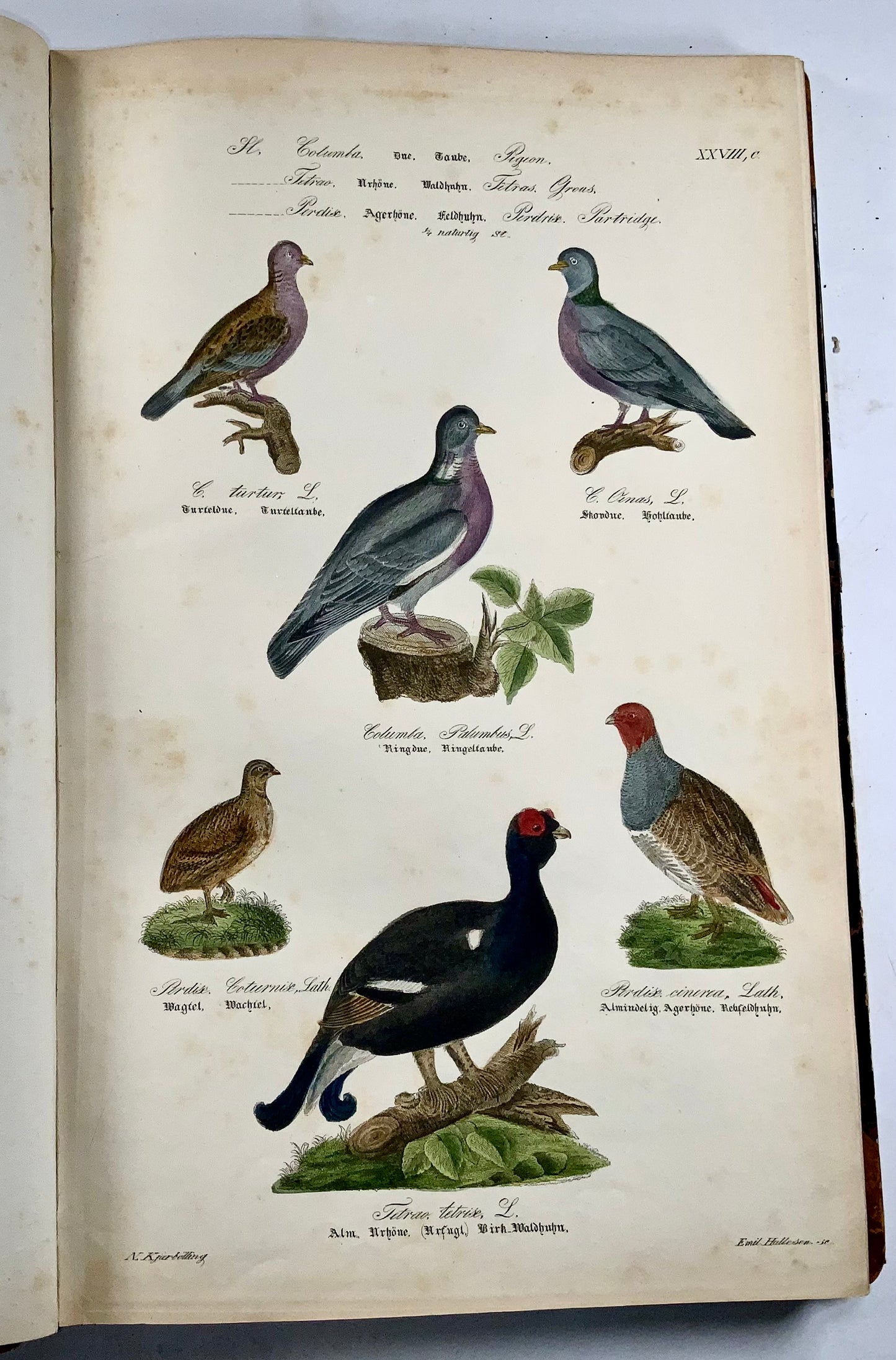 1872-88 Kjaerbölling, Oiseaux de Scandinavie, in-folio, 107 planches coloriées à la main, livre