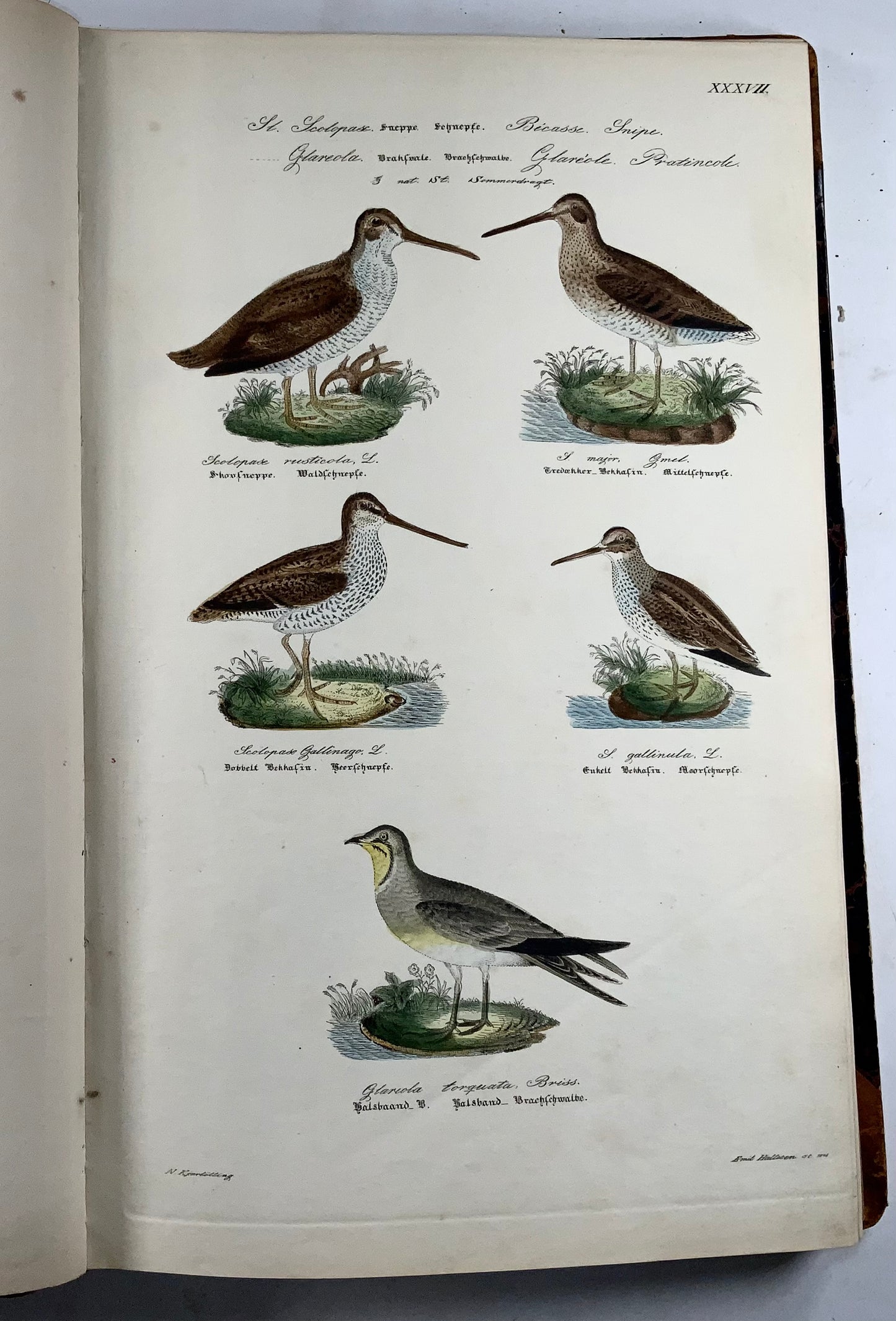 1872-88 Kjaerbölling, Oiseaux de Scandinavie, in-folio, 107 planches coloriées à la main, livre