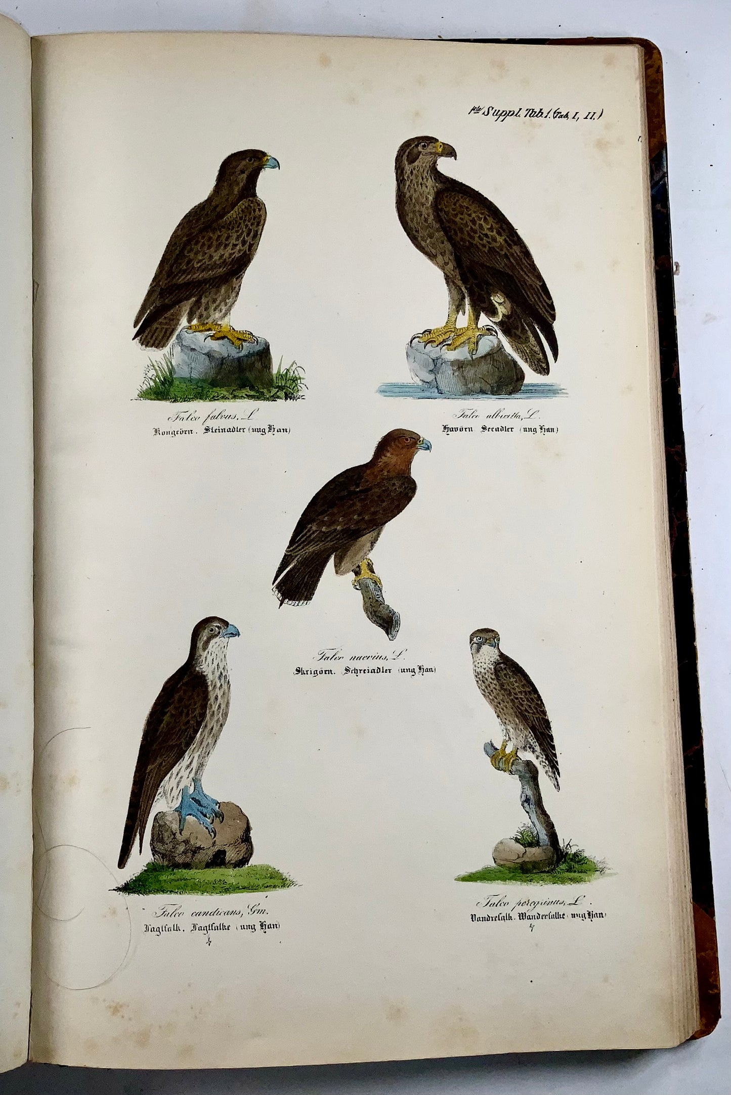 1872-88 Kjaerbölling, Oiseaux de Scandinavie, in-folio, 107 planches coloriées à la main, livre