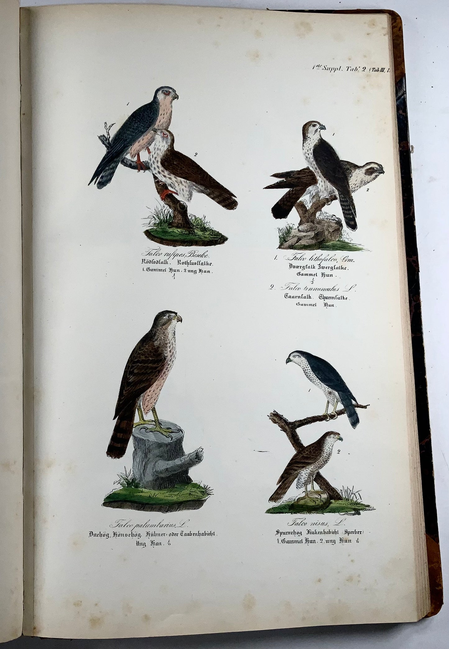 1872-88 Kjaerbölling, Oiseaux de Scandinavie, in-folio, 107 planches coloriées à la main, livre