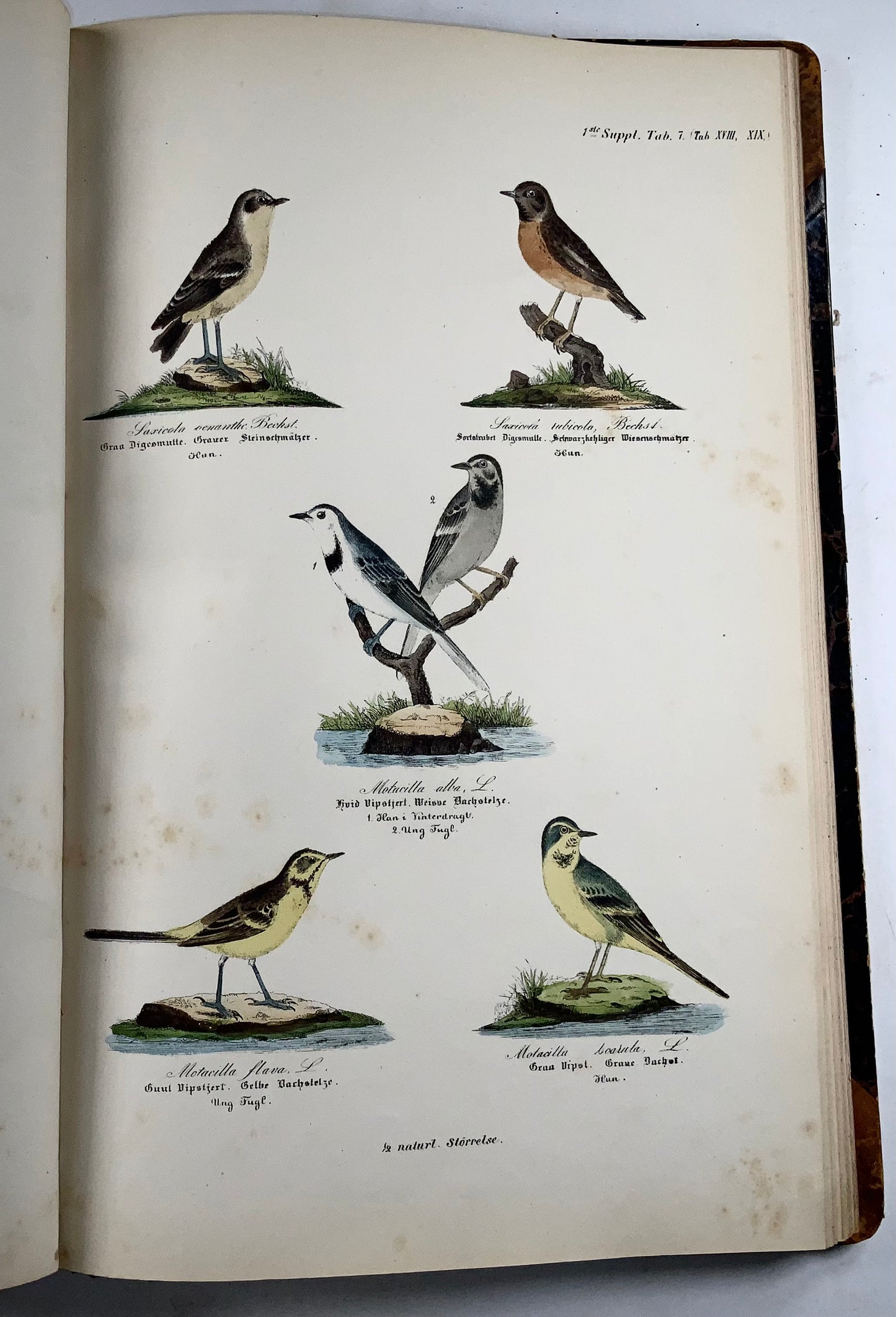 1872-88 Kjaerbölling, Oiseaux de Scandinavie, in-folio, 107 planches coloriées à la main, livre