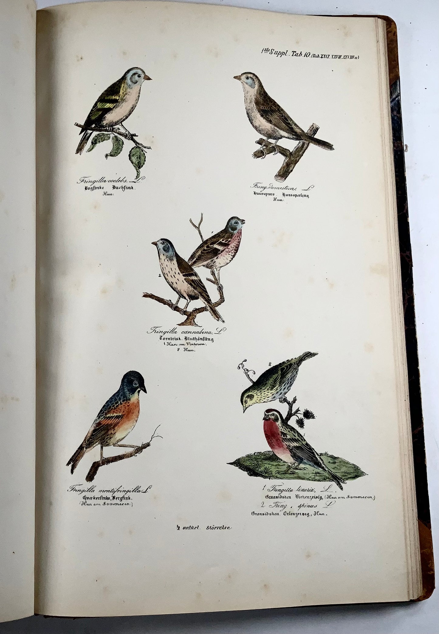 1872-88 Kjaerbölling, Oiseaux de Scandinavie, in-folio, 107 planches coloriées à la main, livre