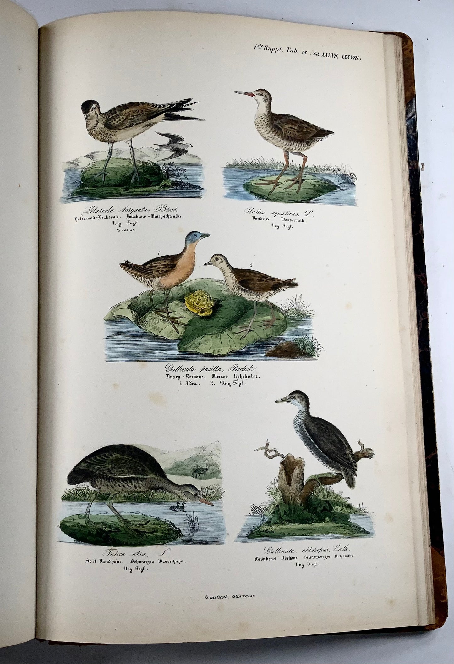 1872-88 Kjaerbölling, Oiseaux de Scandinavie, in-folio, 107 planches coloriées à la main, livre