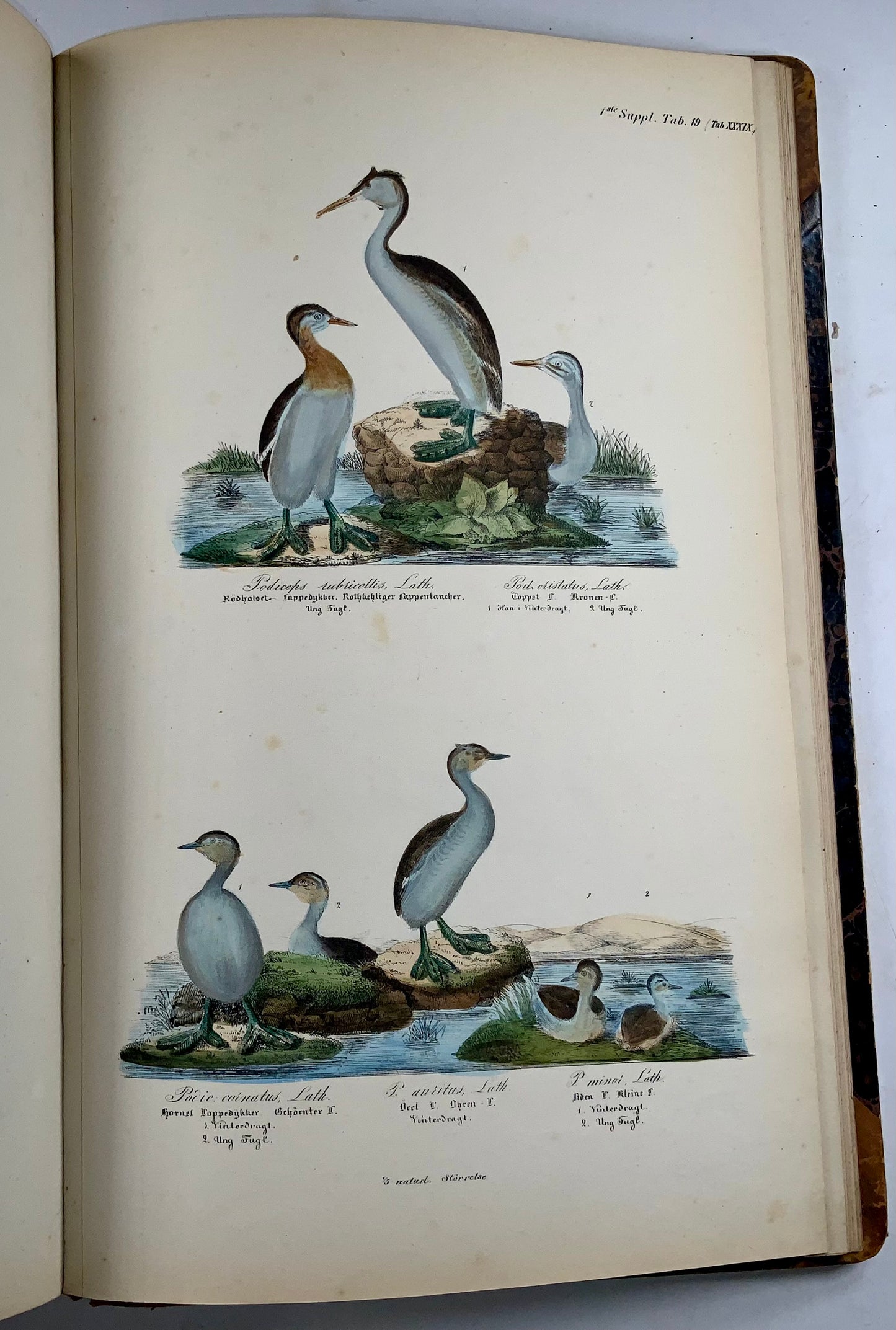 1872-88 Kjaerbölling, Oiseaux de Scandinavie, in-folio, 107 planches coloriées à la main, livre