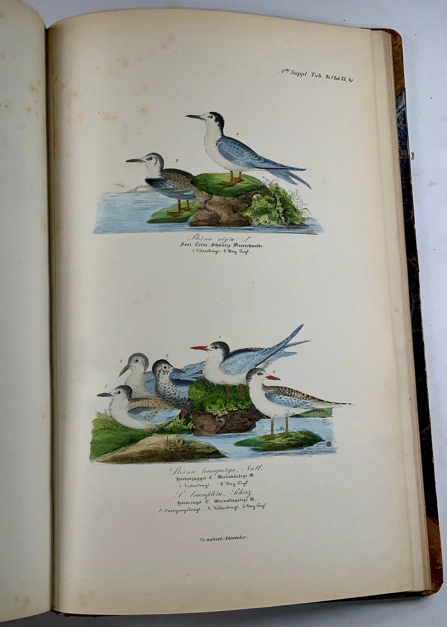 1872-88 Kjaerbölling, Oiseaux de Scandinavie, in-folio, 107 planches coloriées à la main, livre