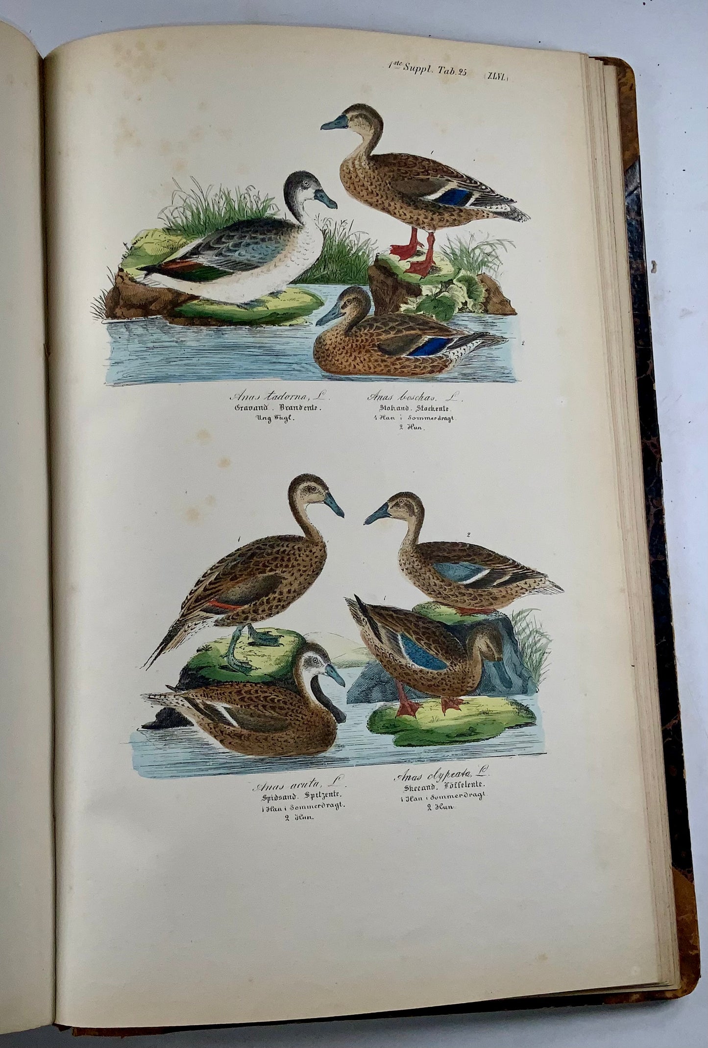 1872-88 Kjaerbölling, Oiseaux de Scandinavie, in-folio, 107 planches coloriées à la main, livre