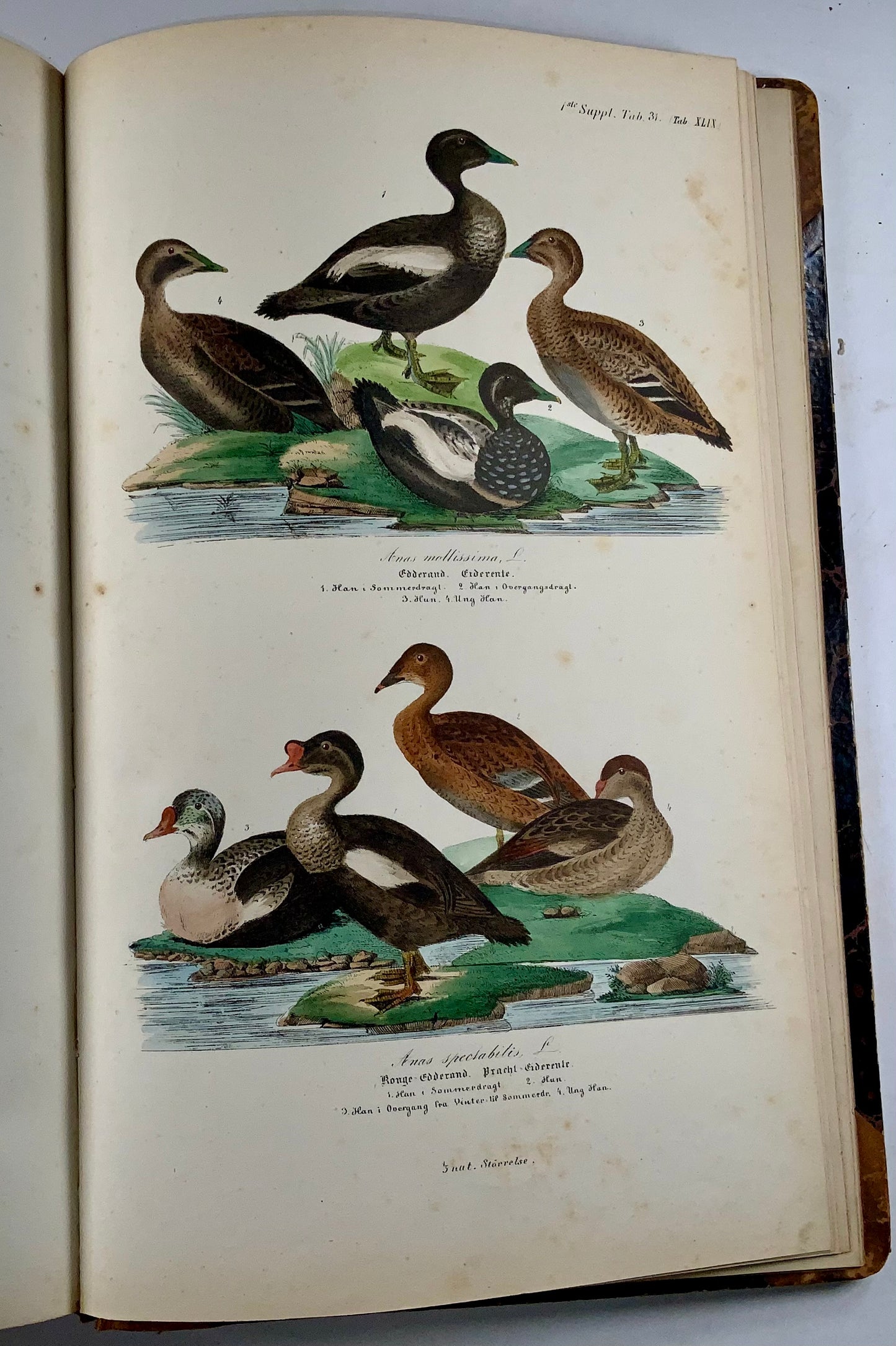 1872-88 Kjaerbölling, Oiseaux de Scandinavie, in-folio, 107 planches coloriées à la main, livre