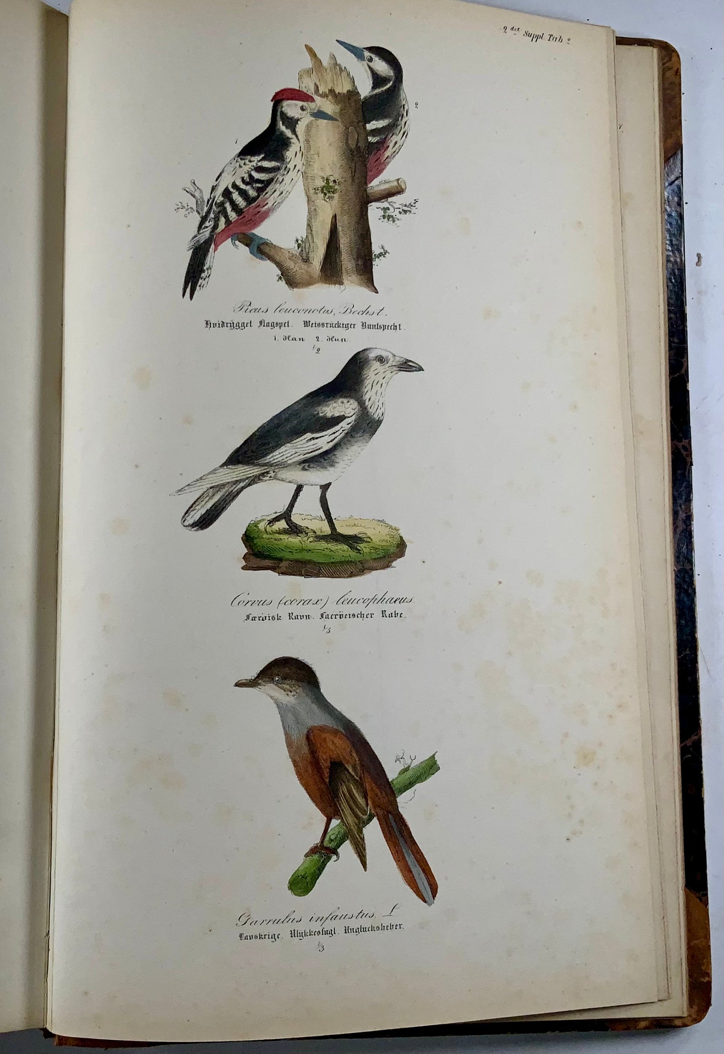 1872-88 Kjaerbölling, Oiseaux de Scandinavie, in-folio, 107 planches coloriées à la main, livre