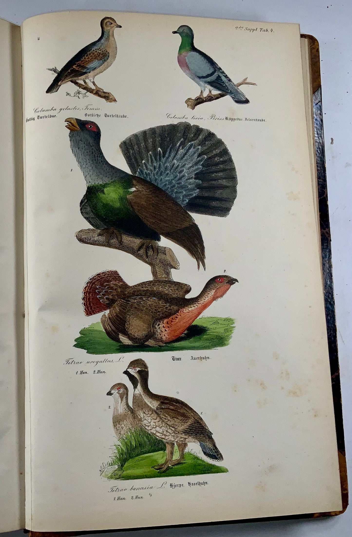 1872-88 Kjaerbölling, Oiseaux de Scandinavie, in-folio, 107 planches coloriées à la main, livre