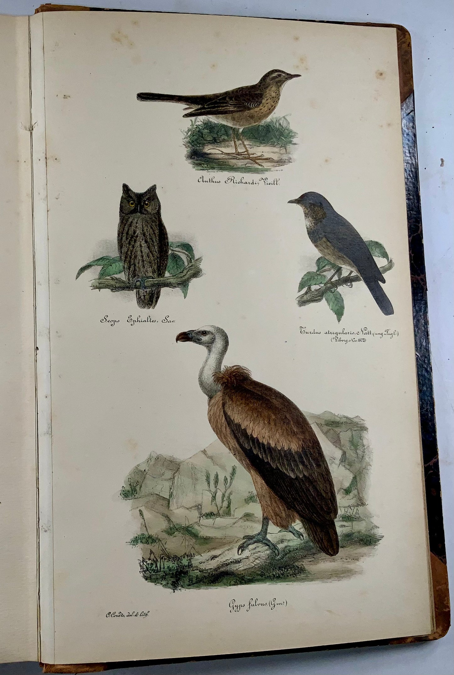 1872-88 Kjaerbölling, Birds of Scandinavia, folio, 107 hand coloured plates, book