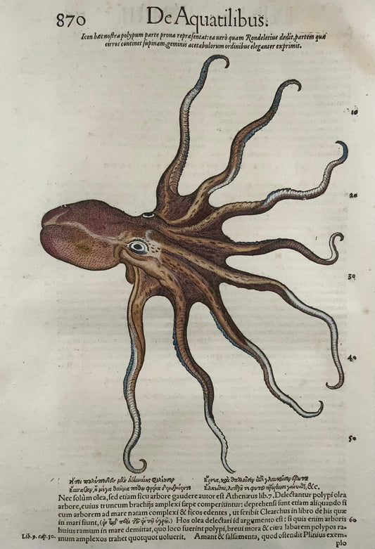 1558 Octopus, Conrad Gesner, folio, woodcut, hand coloured, First State, marine life