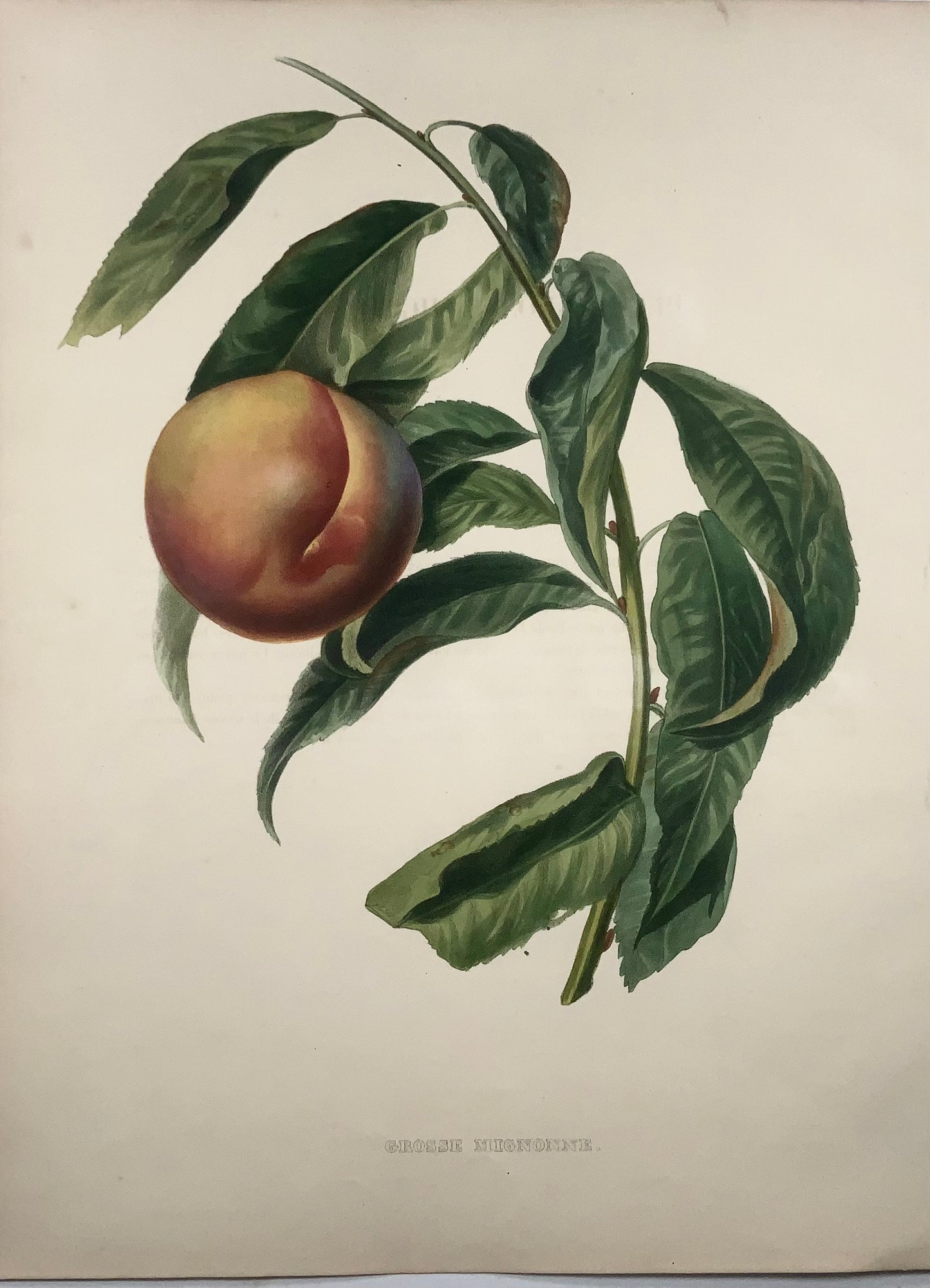 1853 Pêche, A. Bivot, pomologie, fruit, 35cm couleur fine main