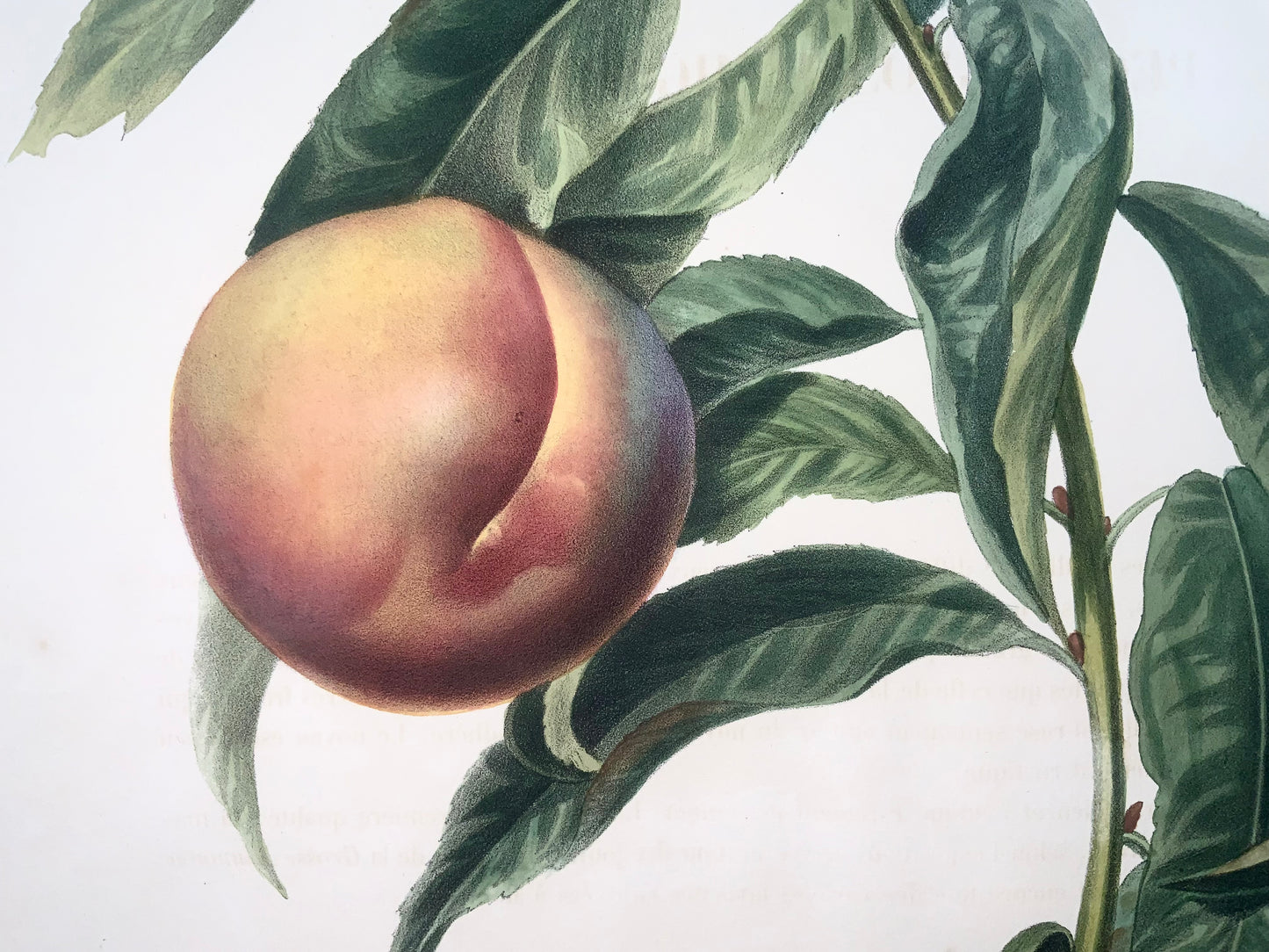 1853 Pêche, A. Bivot, pomologie, fruit, 35cm couleur fine main