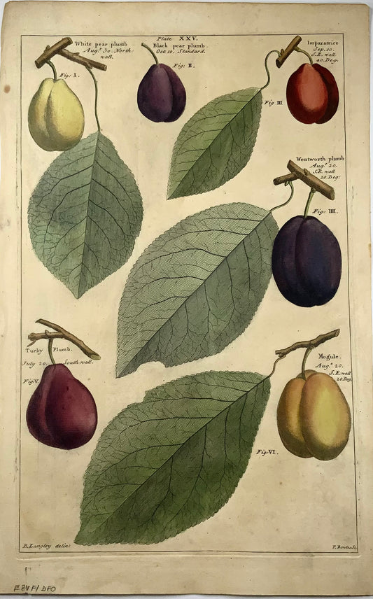 1729 Pomona : prunes, fruits, Batty Langley (né en 1696), grand in-folio, botanique 