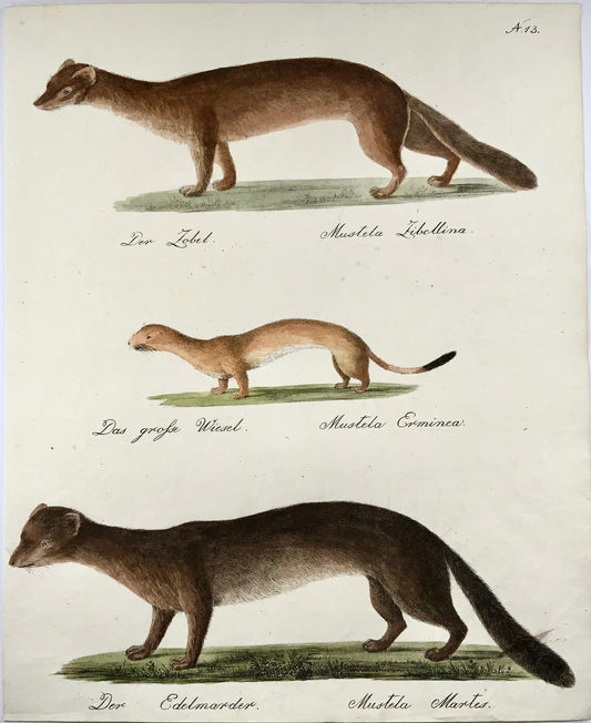 1816 Weasel, Marder, Brodtmann, Imp. folio 42.5 cm, incunabula of lithography, mammals