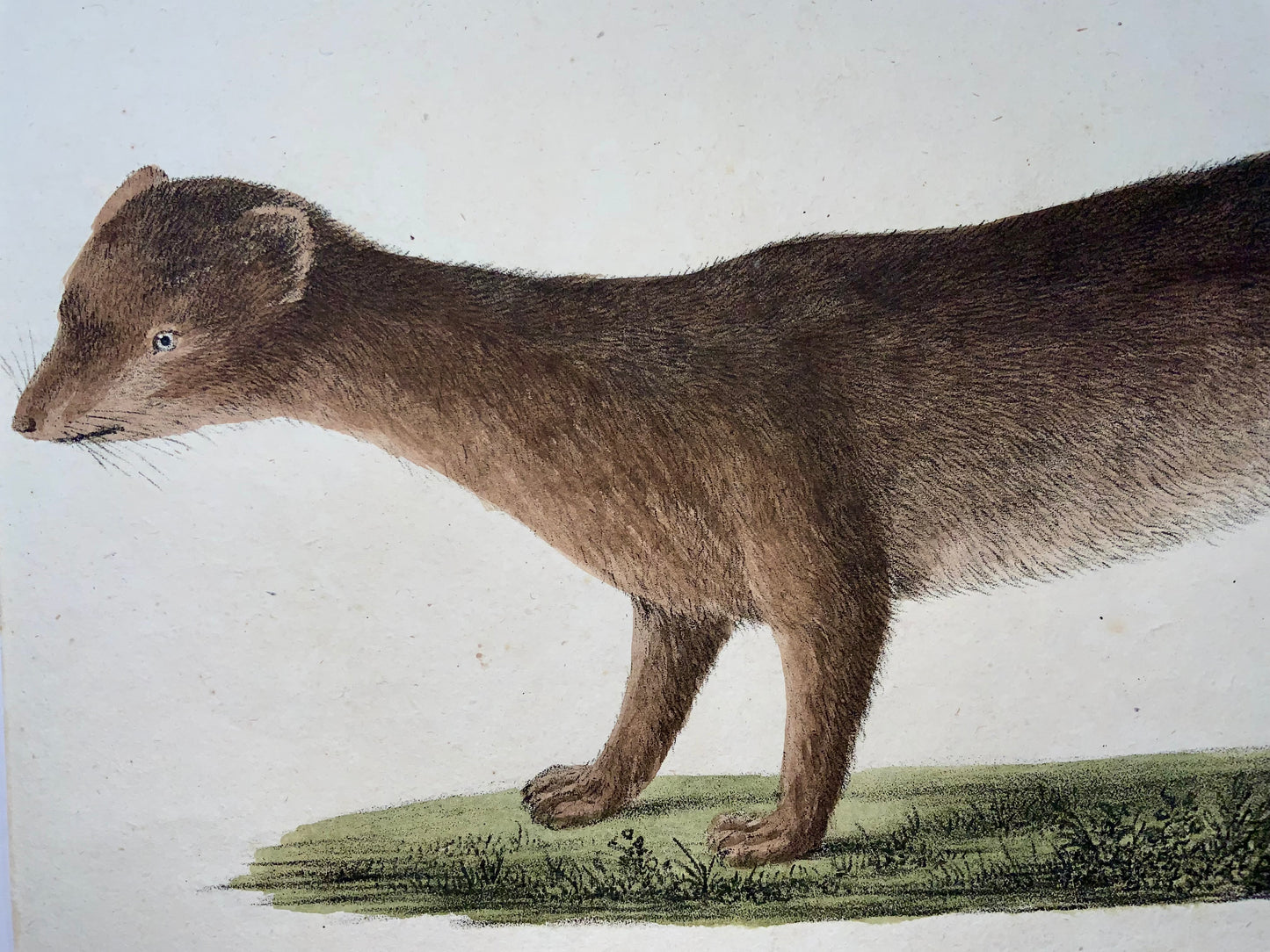 1816 Weasel, Marder, Brodtmann, Imp. folio 42.5 cm, incunabula of lithography, mammals