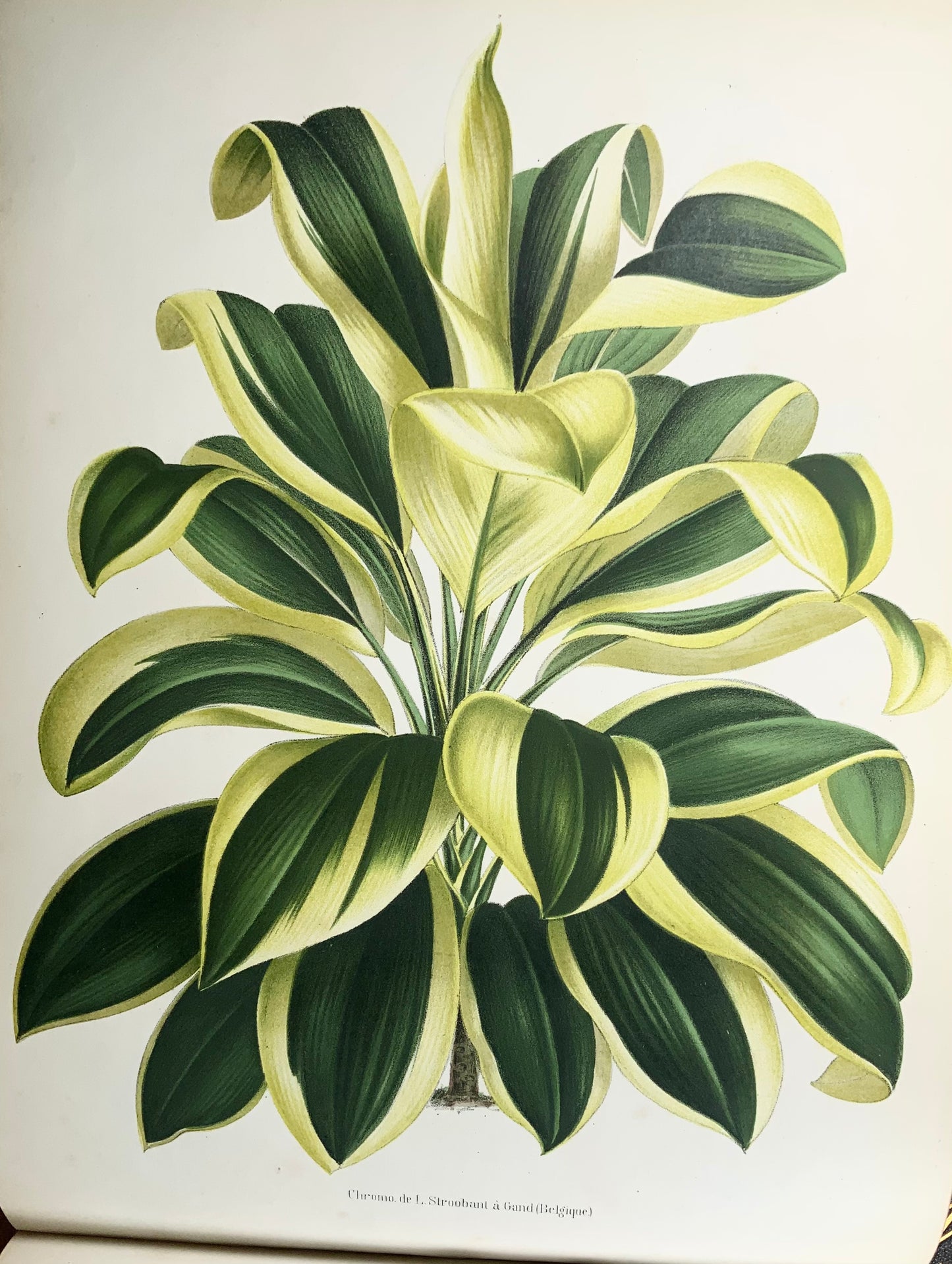 1873-74 Dallière, 2 volumes in-folio oblongs sur plantes panachées, 60 belles planches, édition unique botanique