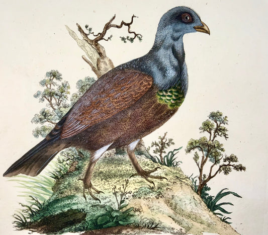 1794 Edward Donovan, Wood Grouse, ornithology, fine hand coloured engraving