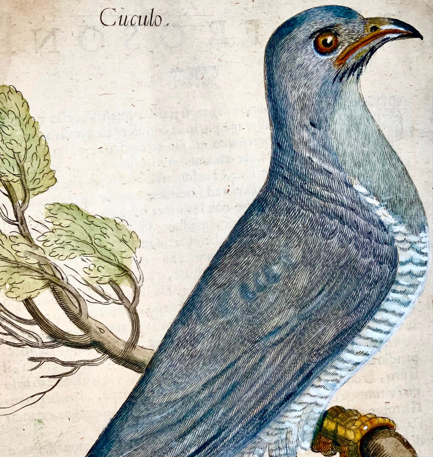 1622 Cuckoo, Ornithology, Antonio Tempesta, Fr. Villamena, Master Engraving