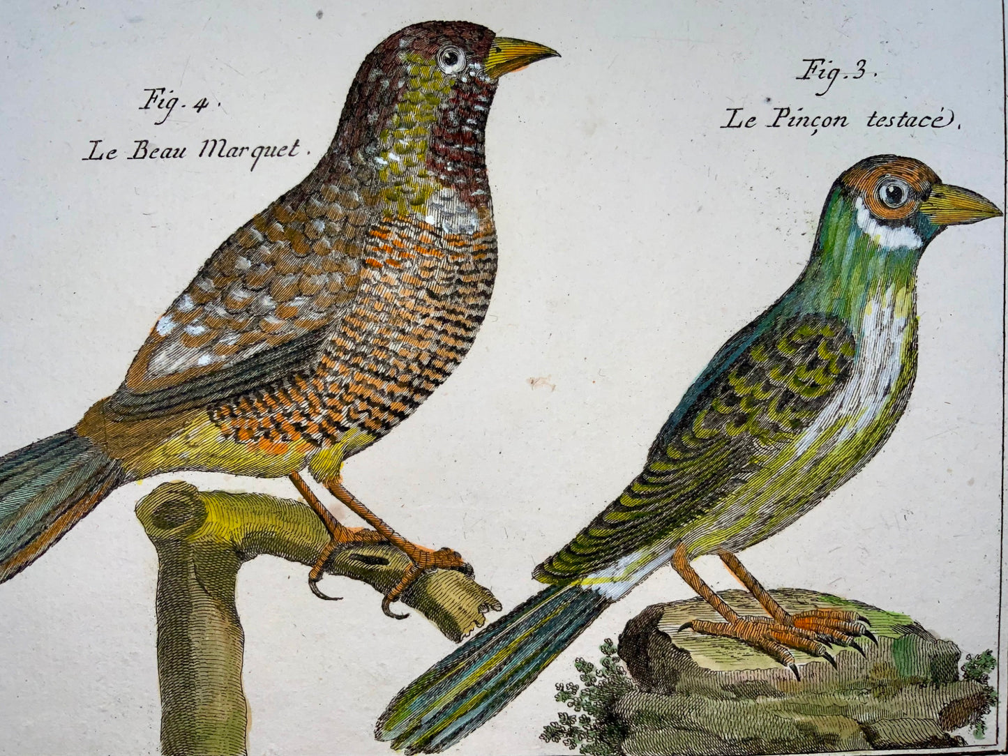 1789 Chaffinch, Benard sc. quarto, hand colour, engraving, ornithology