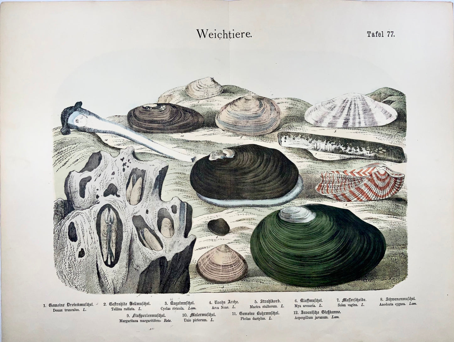1870c Sea Shells, Kunziger, fine double folio with hand colour