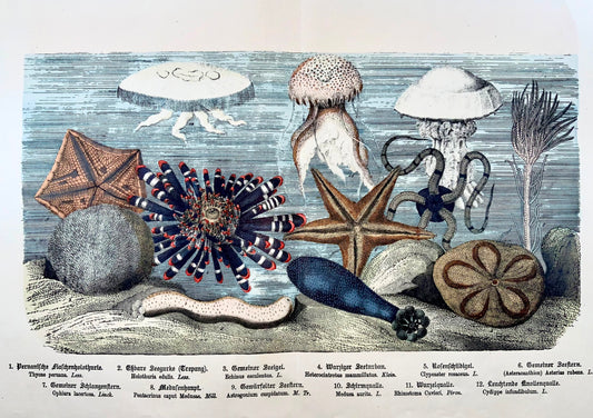 1870c Jellyfish Seastars, Kunziger, fine double folio with hand colour
