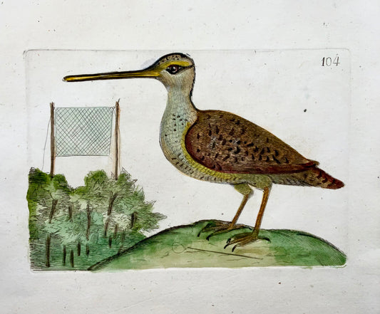 1794 Bécassine commune, Rémy Willemet (1735-1790), in-4, gravure, rare, ornithologie