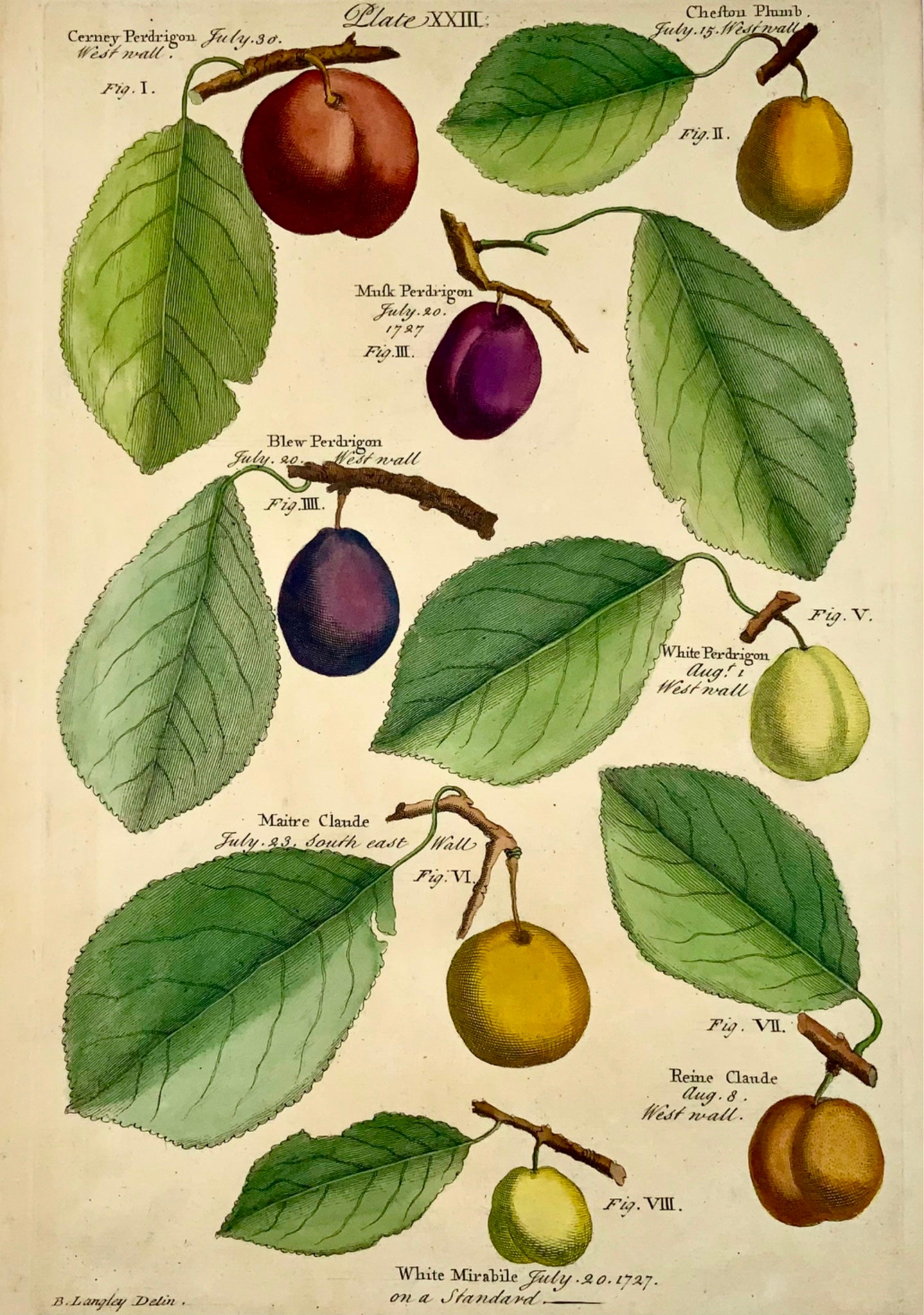 1729 Pomona: fruit, plums, Batty Langley (b. 1696), large folio, botany