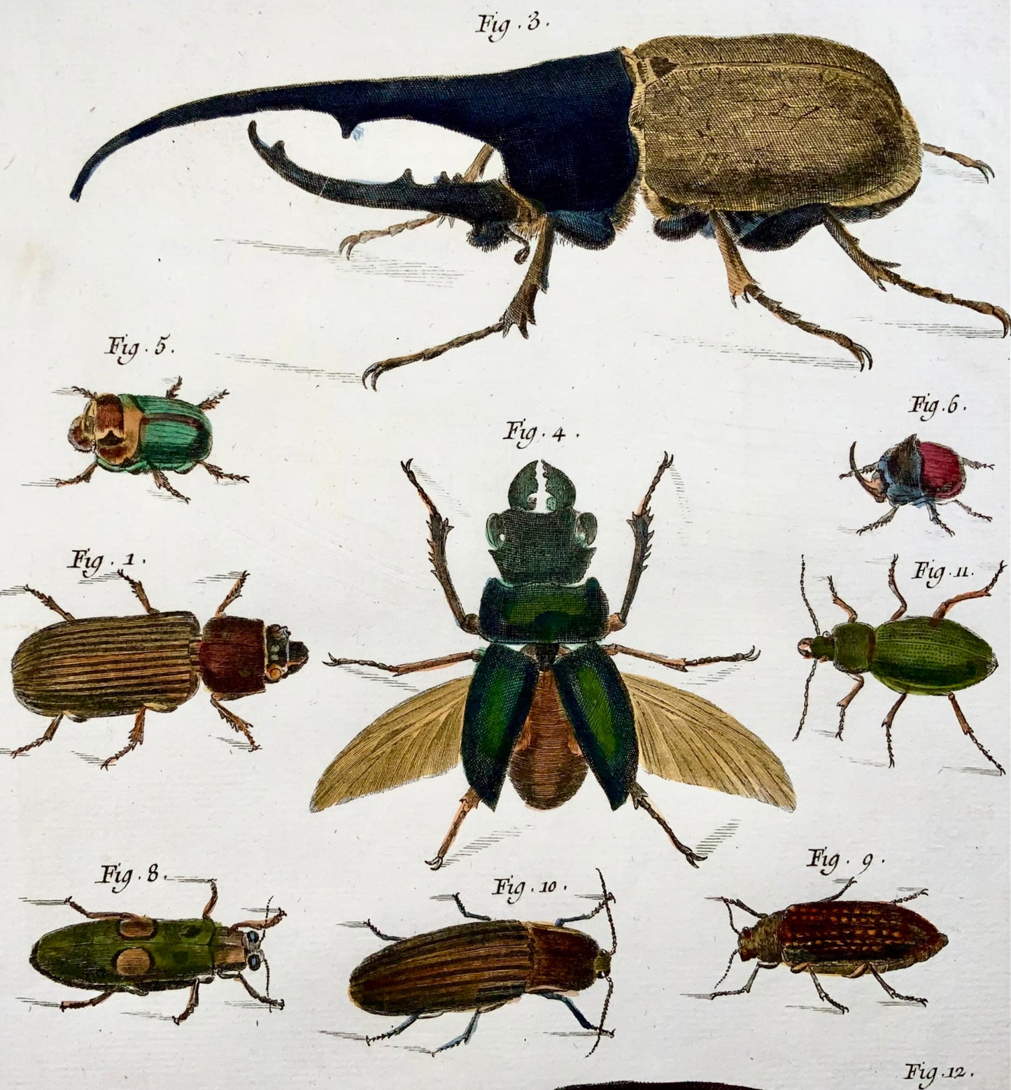 1751 Beetles, entomology, insects, Martinet, hand coloured, 39 cm large folio