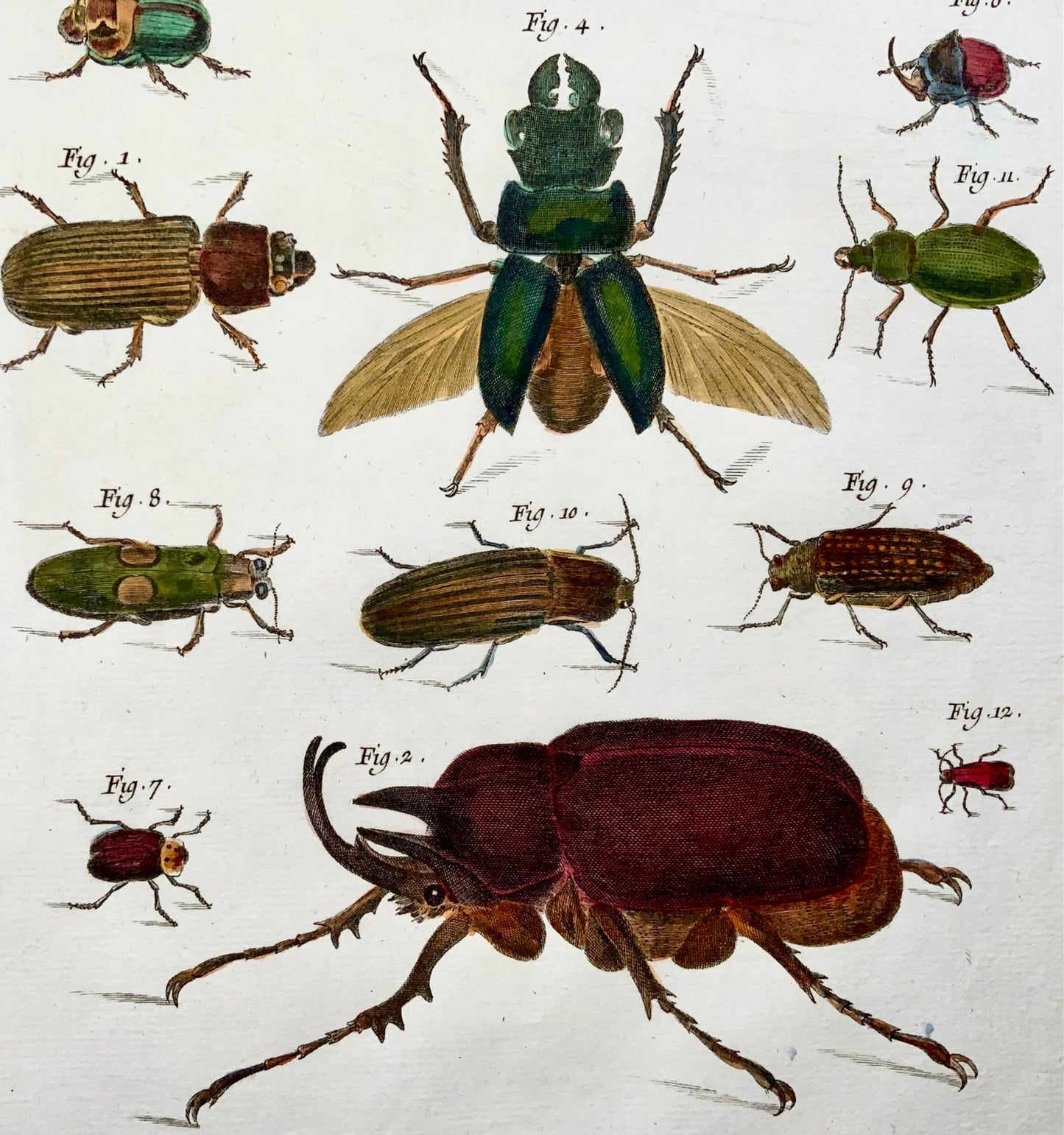 1751 Beetles, entomology, insects, Martinet, hand coloured, 39 cm large folio