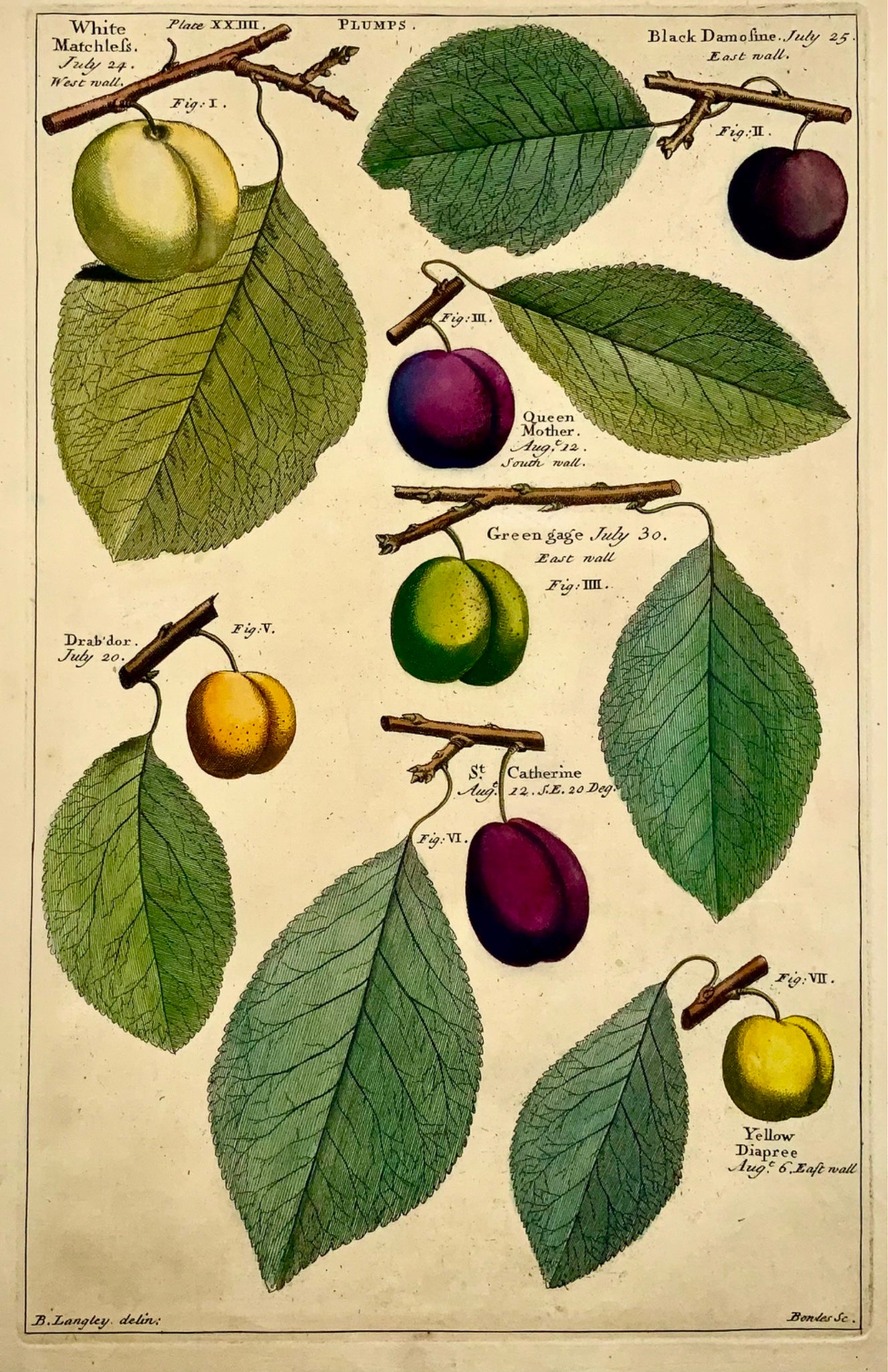 1729 Pomona: plums fruit, Batty Langley (b. 1696), large folio, botany