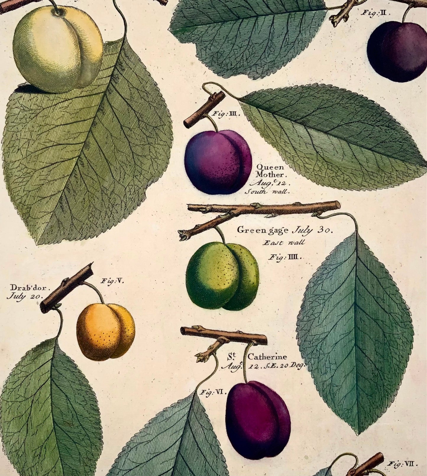 1729 Pomona: plums fruit, Batty Langley (b. 1696), large folio, botany