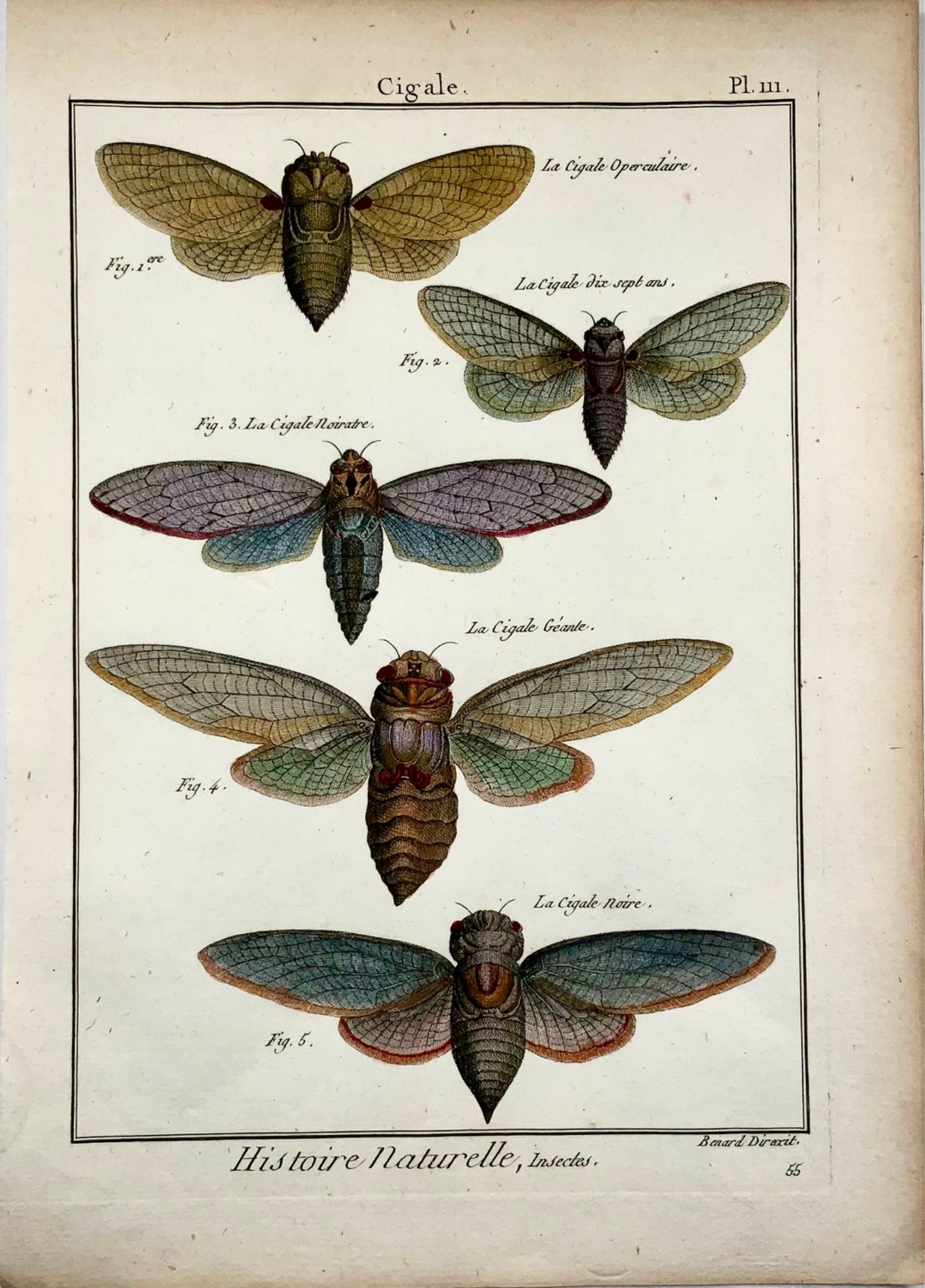 1794 Latreille; Cicadidae cicadas, handcoloured quarto copper engraving