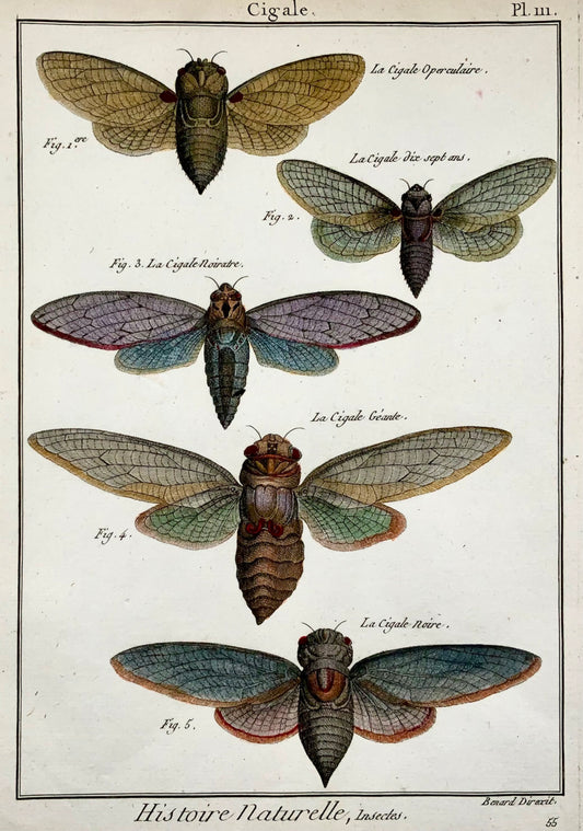 1794 Latreille; Cicadidae cicadas, handcoloured quarto copper engraving