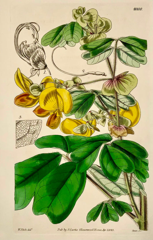 1843 Amicia, Fitch, Curtis botanical magazine, hand coloured, botany