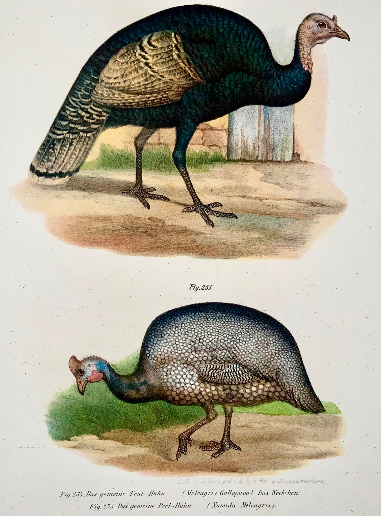 1860 Turkey, Guinea fowl, Fitzinger, colour lithograph, hand finish, ornithology