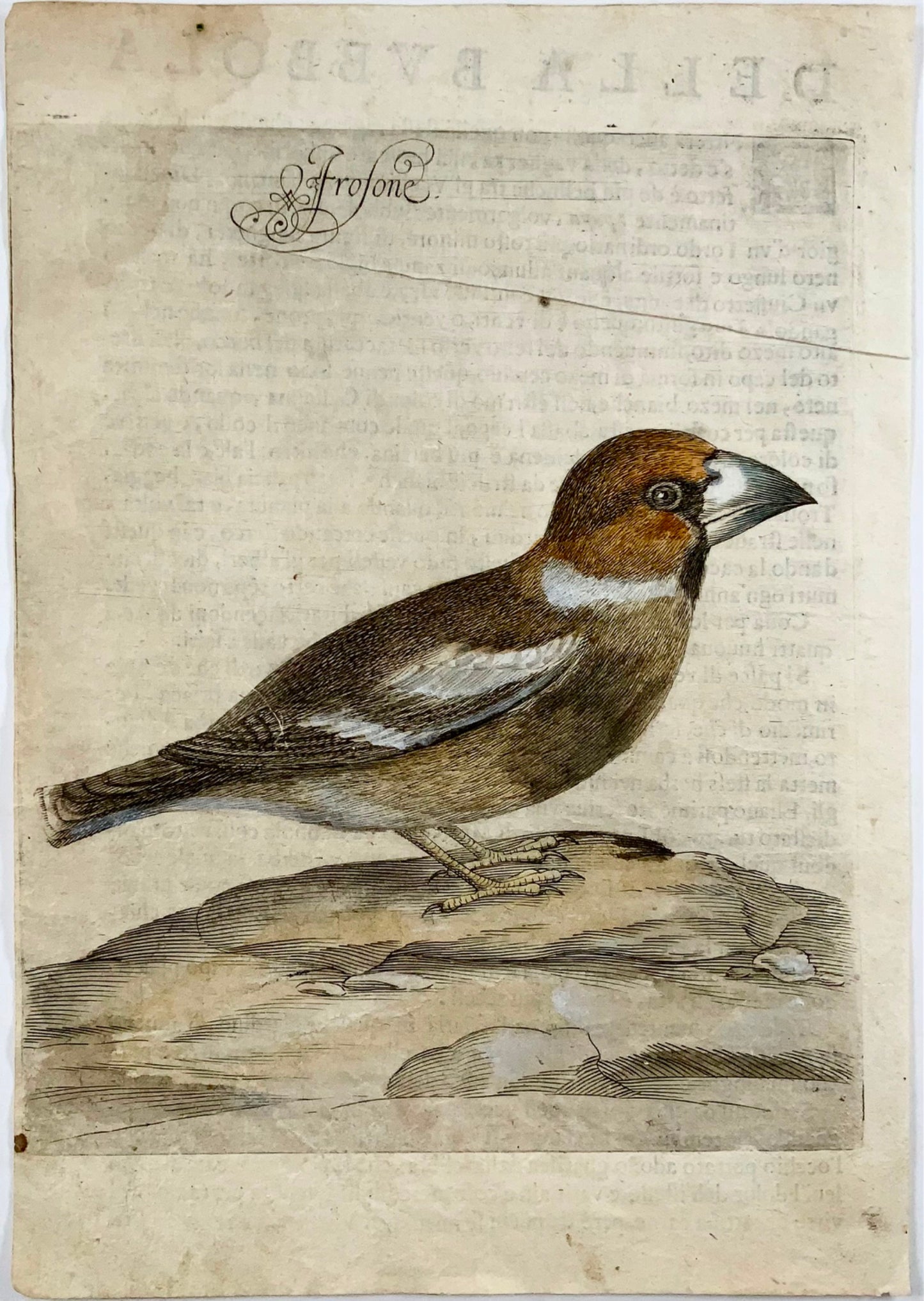 1622 Hawfinch, Ornithology, Ant. Tempesta; F. Villamena, Master Engraving