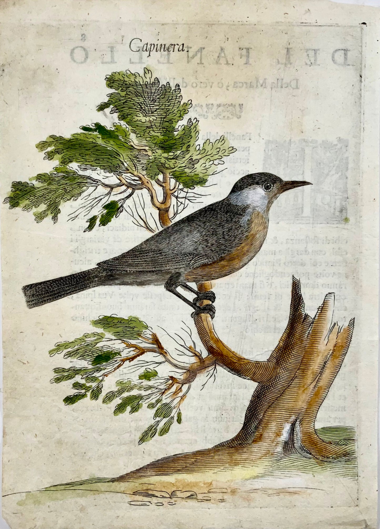 1622 Blackcap, Ornithology, Ant. Tempesta; F. Villamena, Master Engraving