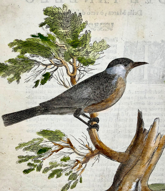 1622 Blackcap, Ornithology, Ant. Tempesta; F. Villamena, Master Engraving